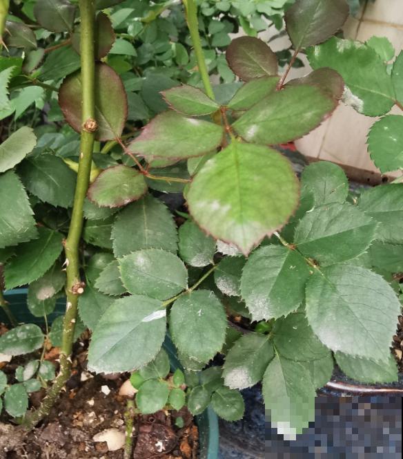 月季得了黑腐病,全株都枯萎,赶紧预防! 月季得了黑腐病,全株都枯萎,赶紧预防!