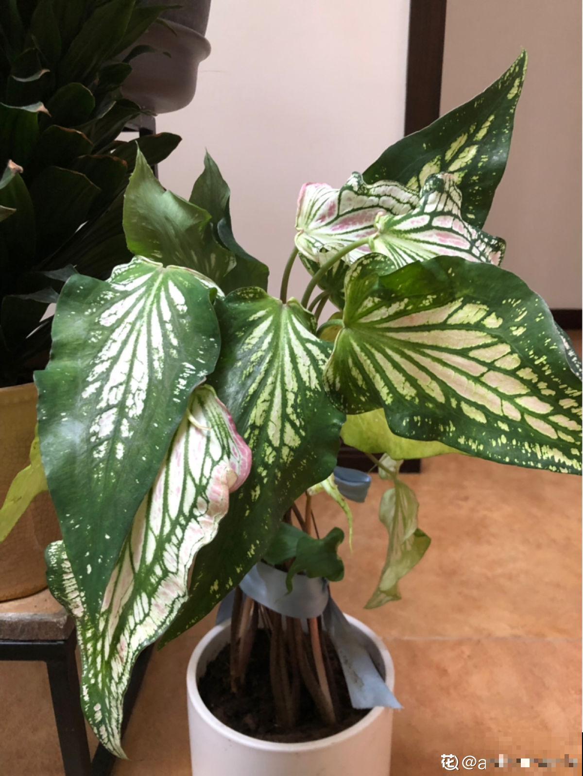 3种大叶子花，有人说“招鬼”有人说“招财”，到底是什么说法？