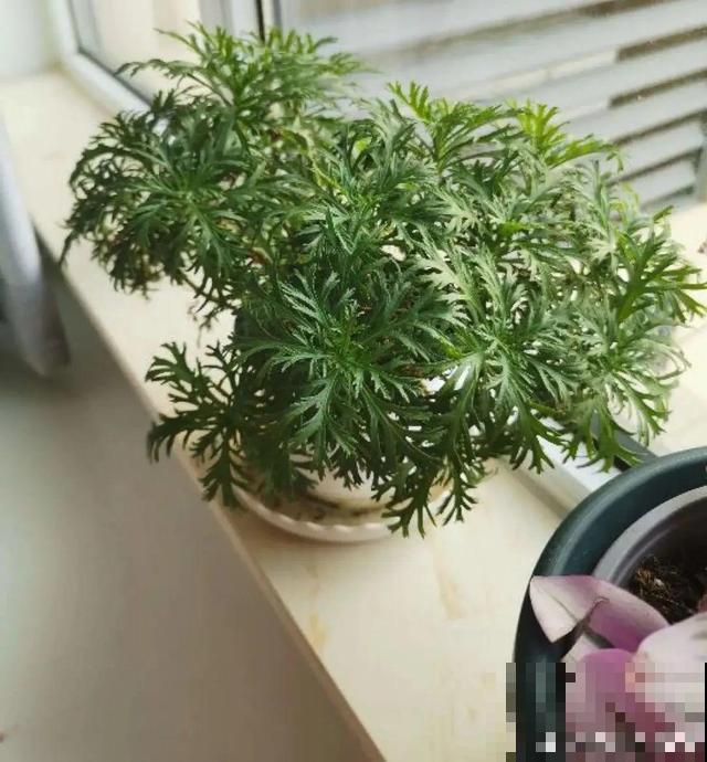三伏天,8种花进入“鬼门关”,切莫大意 三伏天,8种花进入“鬼门关”,切莫大意