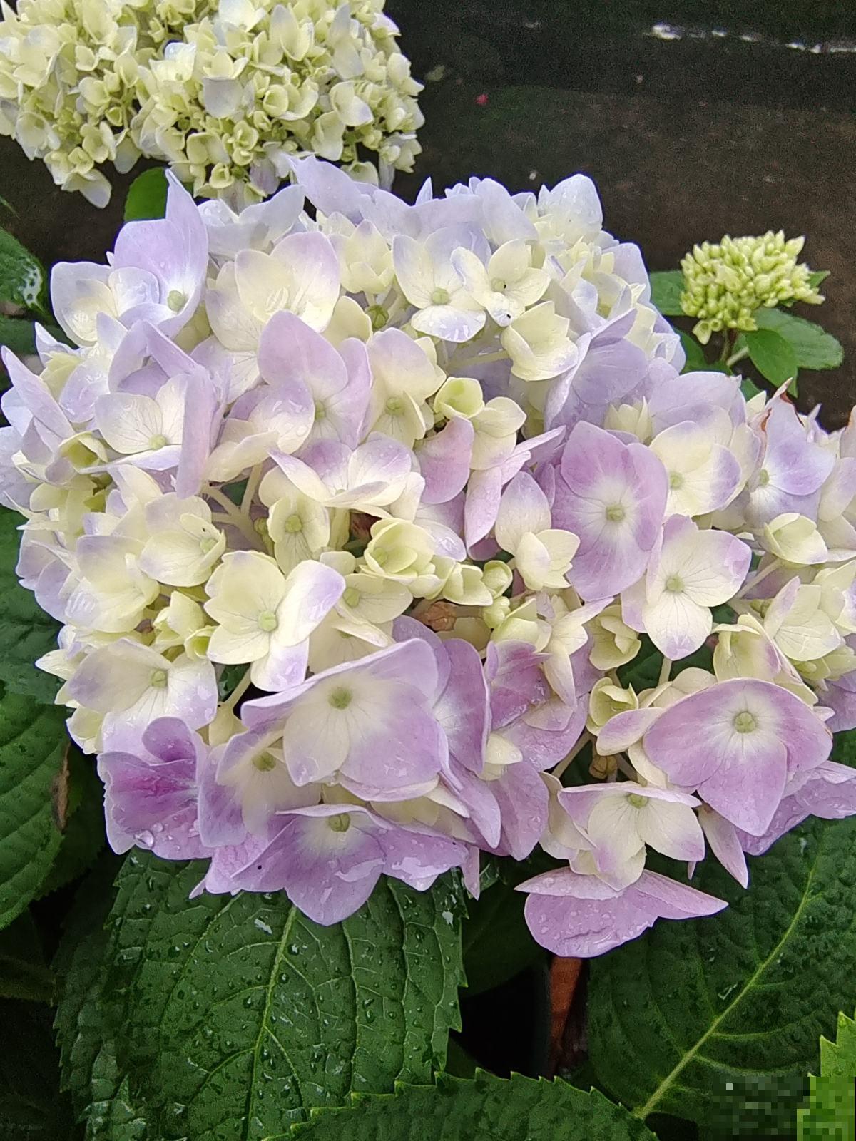 绣球花开花没动静，只差这两下修剪，就能让绣球花轻松爆盆！