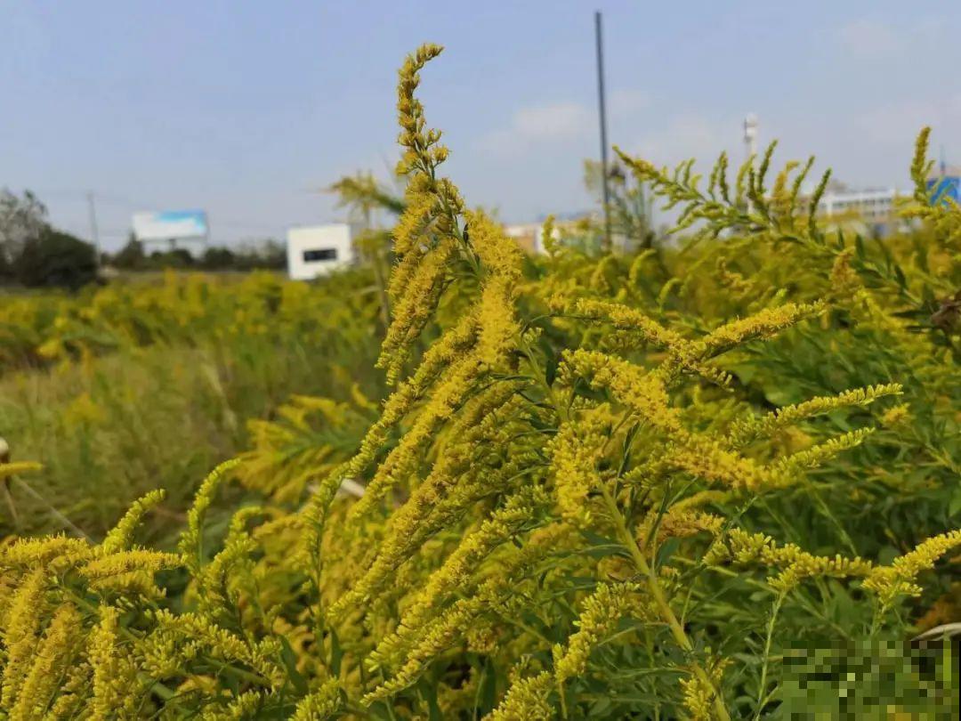入侵植物爬进门，赶紧用开水烫死，不然就长疯了