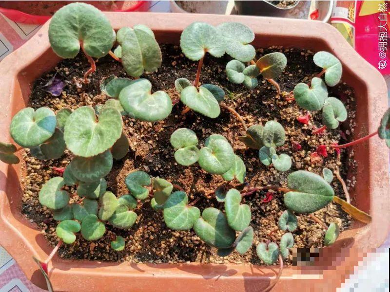 播种时间到,立秋后撒下去,冬春就开花 播种时间到,立秋后撒下去,冬春就开花