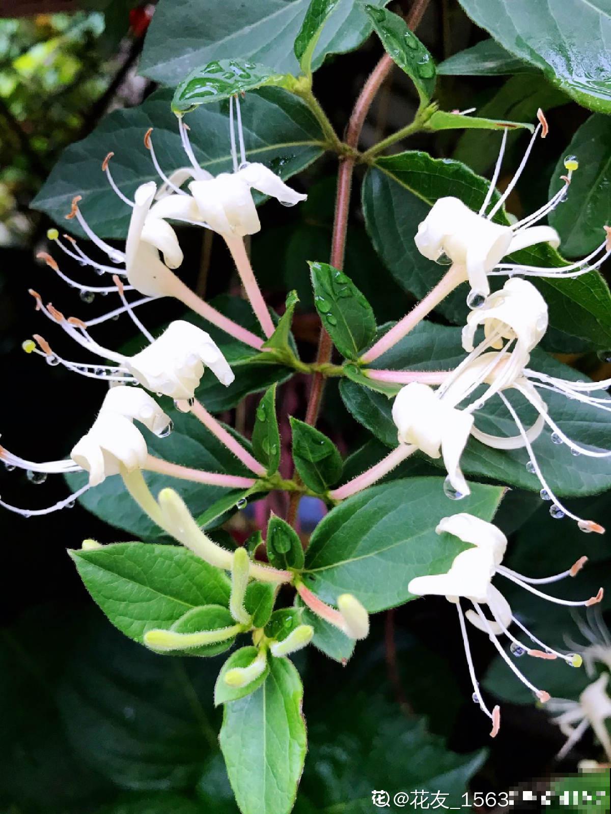 老中医爱养的4种花，堪称植物“百宝箱”，养人养身心