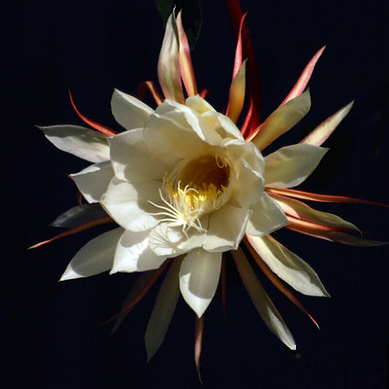 夜深人静，这4种花却在悄悄争奇斗艳，你留意过吗？