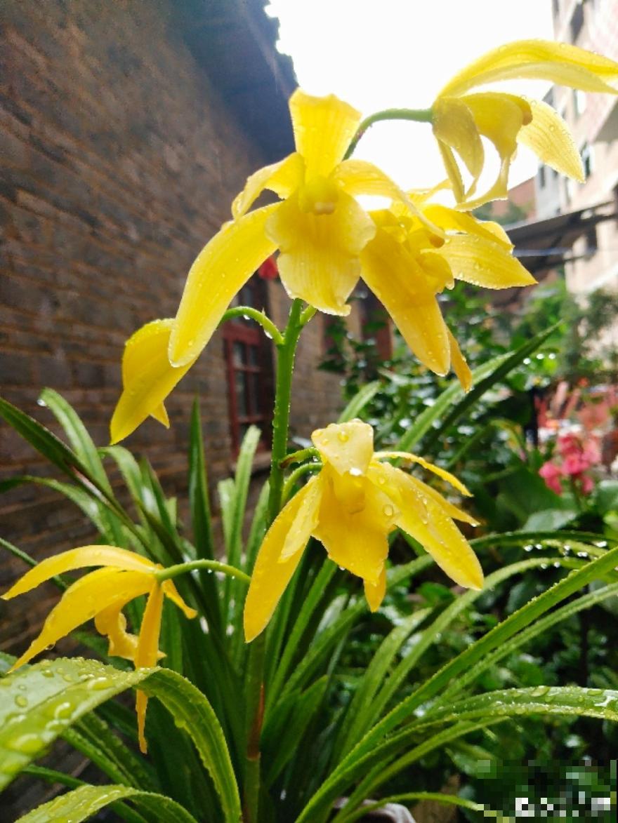 活的“香水花”,夏天一直开,满院子都是花香 活的“香水花”,夏天一直开,满院子都是花香