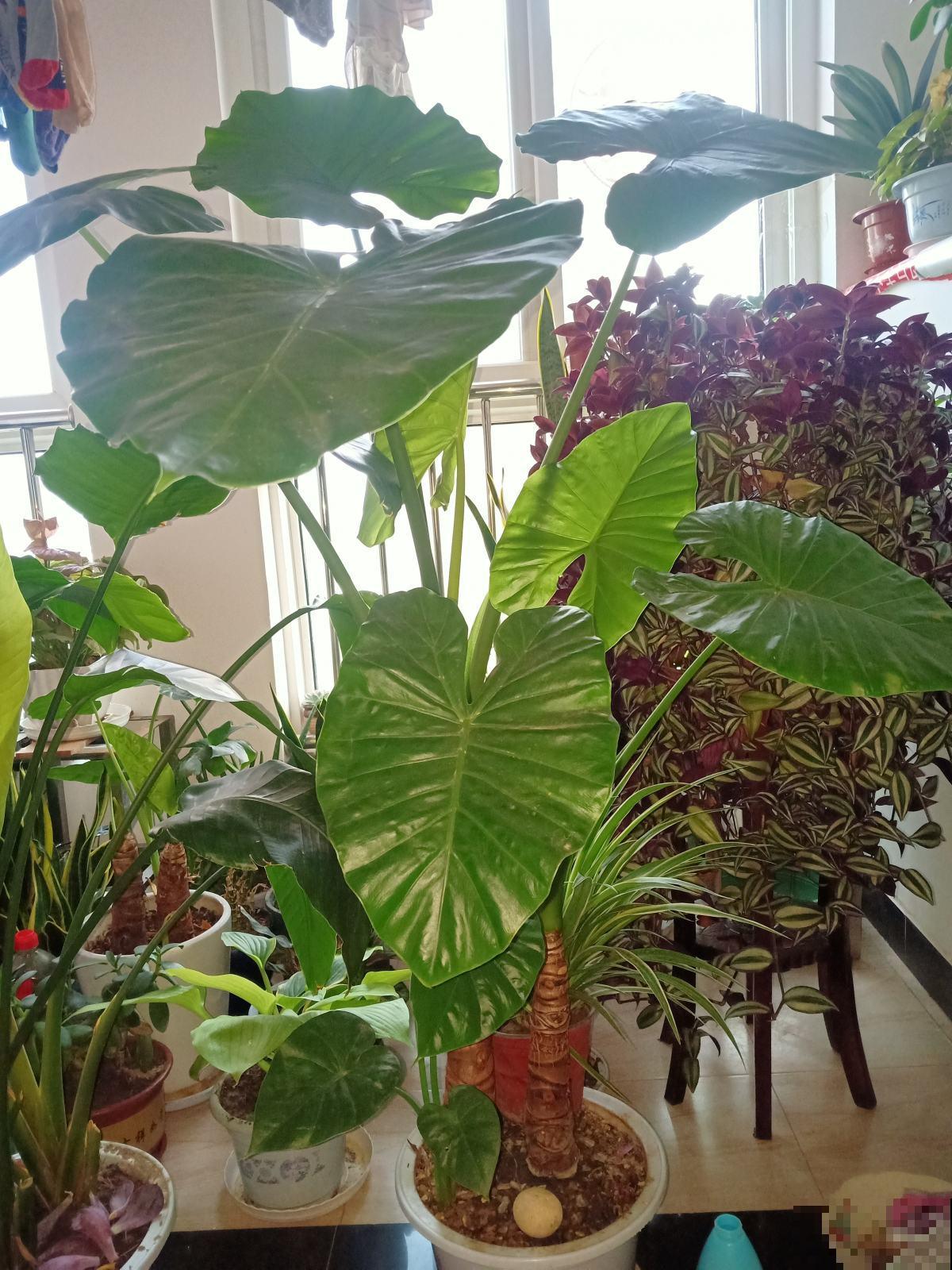 在家里养花一定要谨慎，尤其是这4种，汁液有毒养护要谨慎