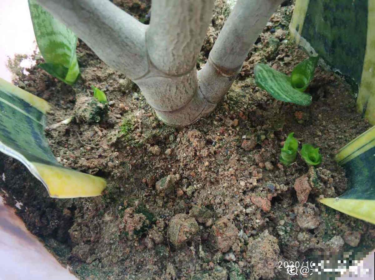 秋天养护虎尾兰,3个要点要注意,冒出满盆“小钢芽” 秋天养护虎尾兰,3个要点要注意,冒出满盆“小钢芽”