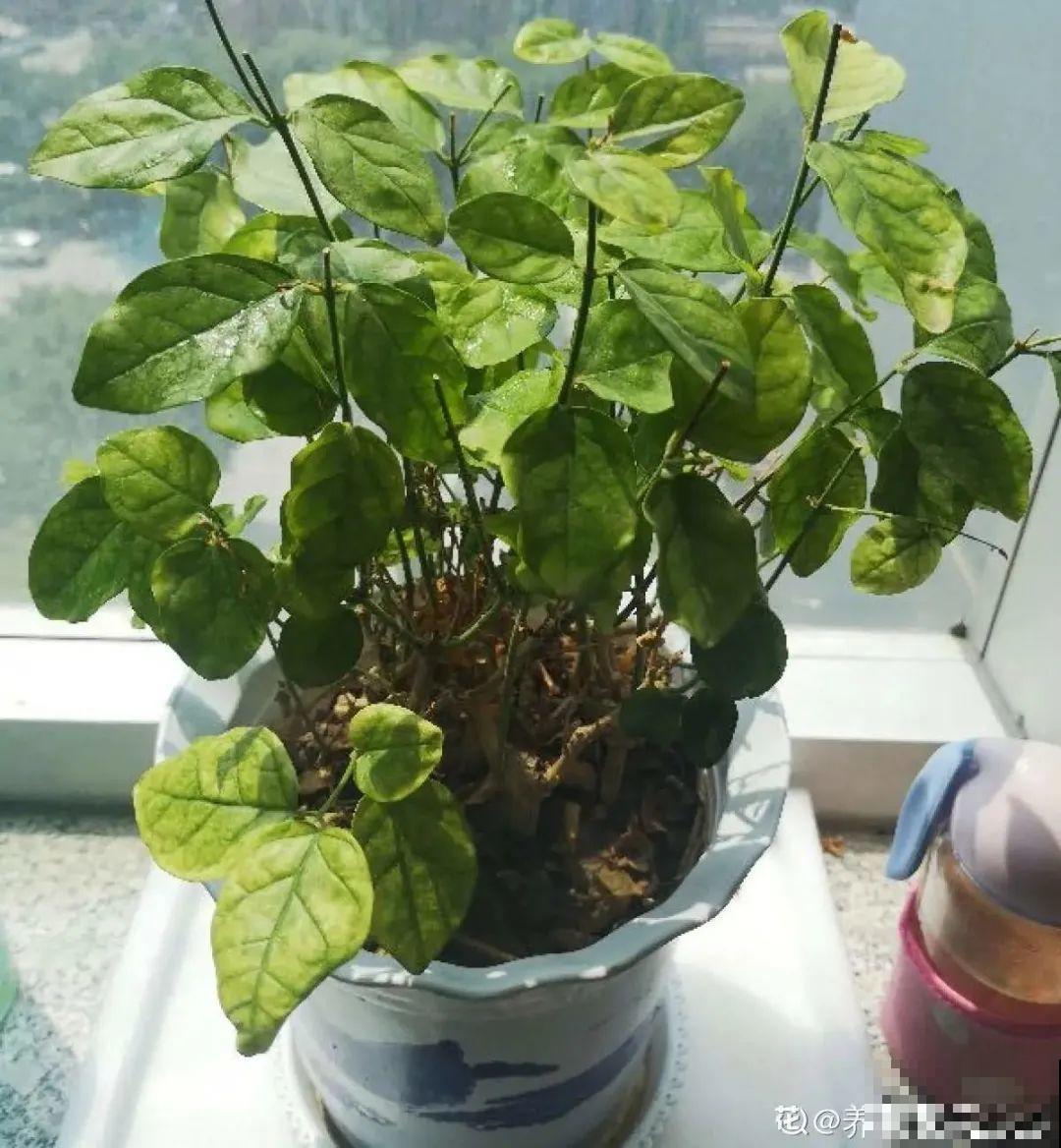 三角梅剪 一剪，搬出去晒晒，呼呼爆花