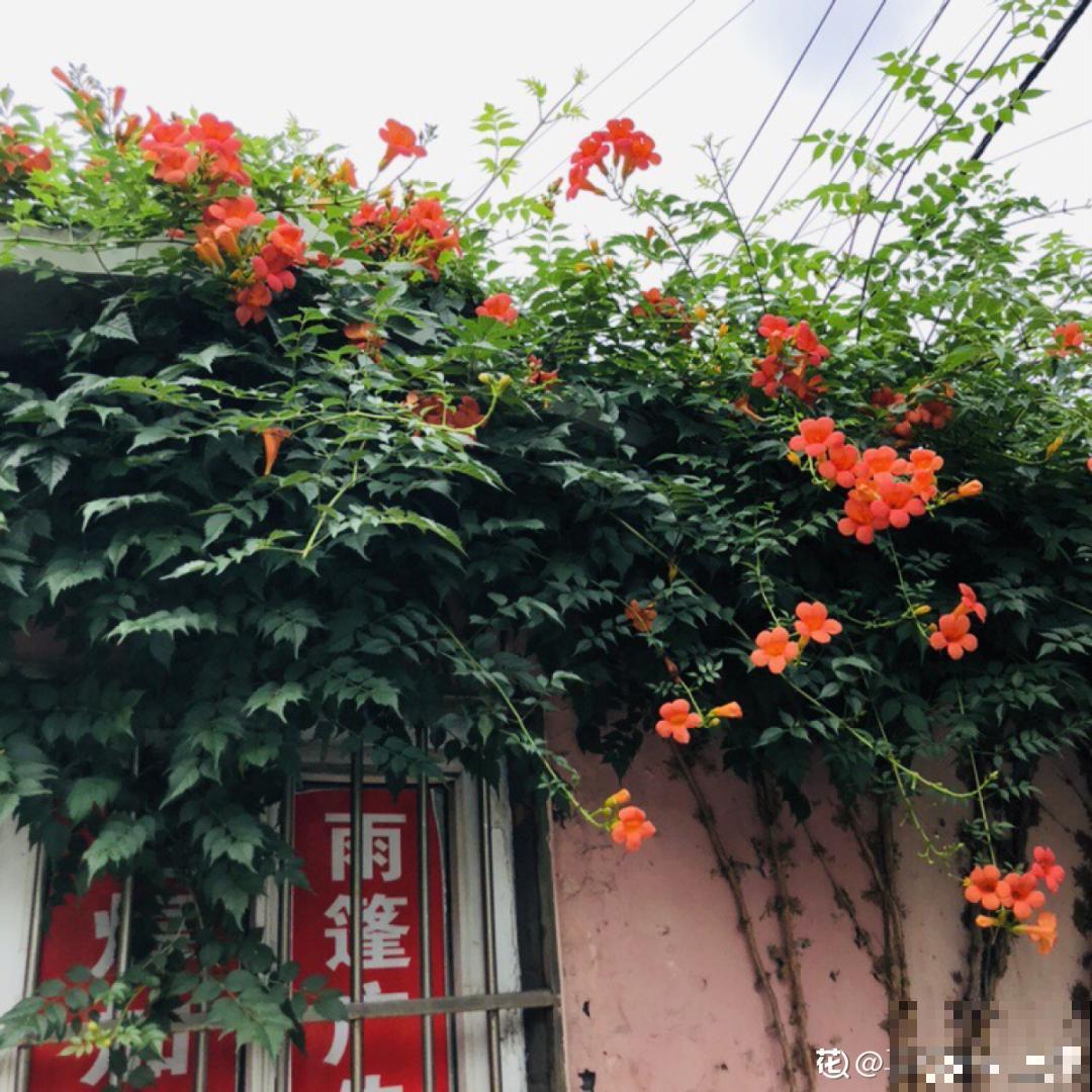屋里养了“窗帘花”，遮阴效果好，屋里温度嗖嗖降