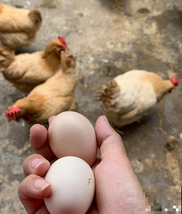 敲开的蛋壳别扔，这5种用法等你发掘，不用真是吃大亏