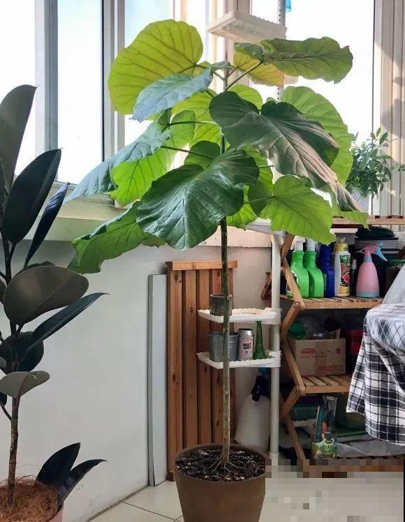 大叶子耐阴花，室内一定养，叶子比脸大，真凉快