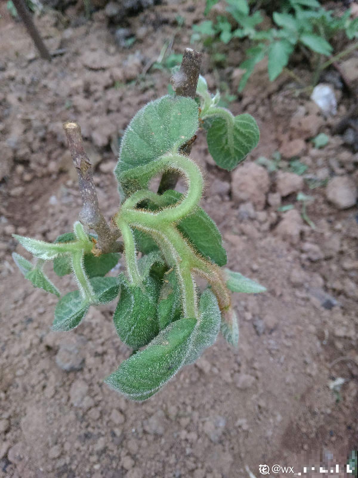 猕猴桃也能自己种？学好养殖，还你满盆猕猴桃