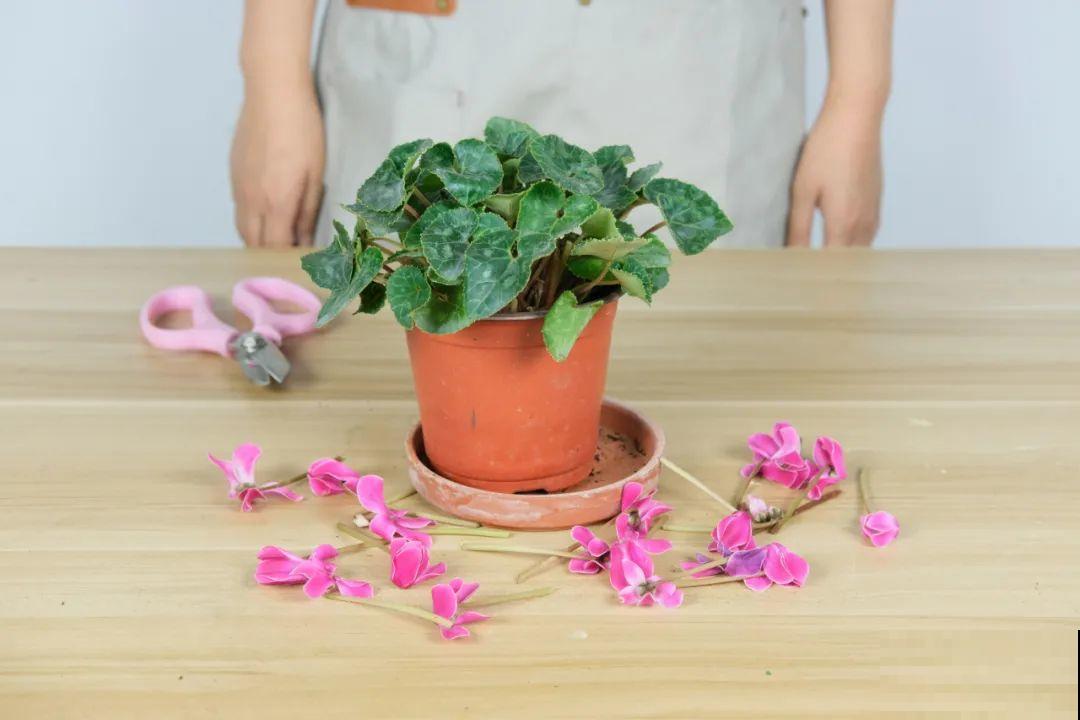 8种花夏天不能买,买回来就死,白浪费钱 8种花夏天不能买,买回来就死,白浪费钱