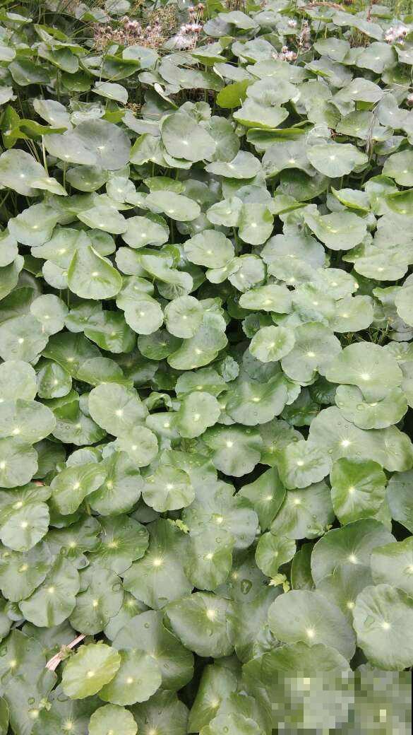 夏天室外养花，不能随心所欲，不然容易烂根又晒伤