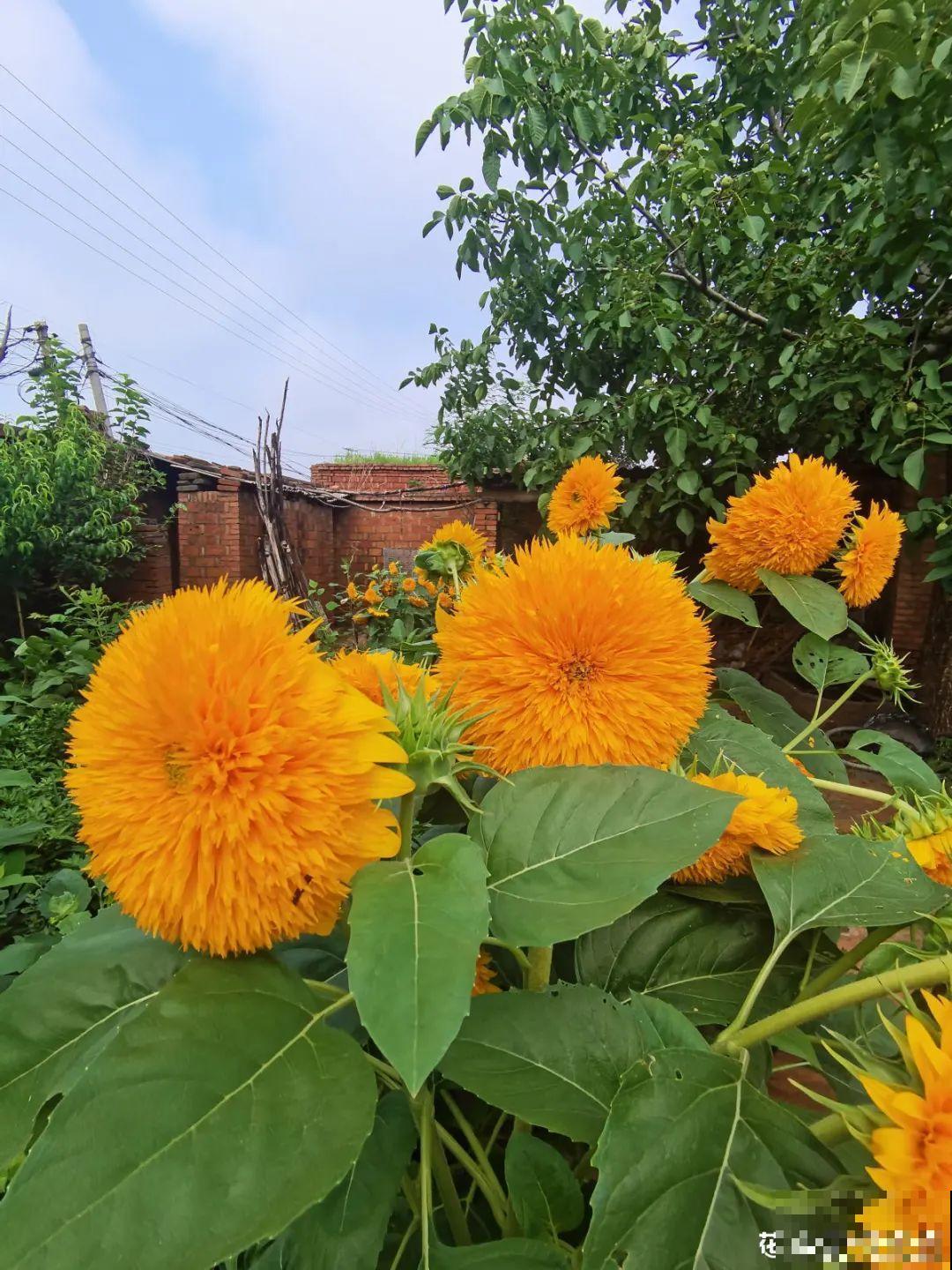 三伏天超美的10种花，妥妥的“开花楷模”，你养了几种？