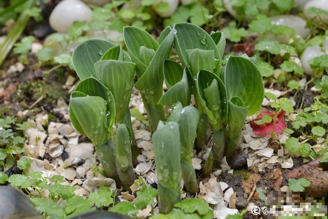 有个小院种种菜,养点花草,忘记半生喧嚣 有个小院种种菜,养点花草,忘记半生喧嚣