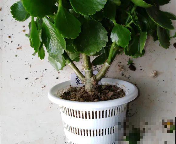 现在给花剪一刀,剪成一个“小平头”,呼呼冒芽爆盆 现在给花剪一刀,剪成一个“小平头”,呼呼冒芽爆盆