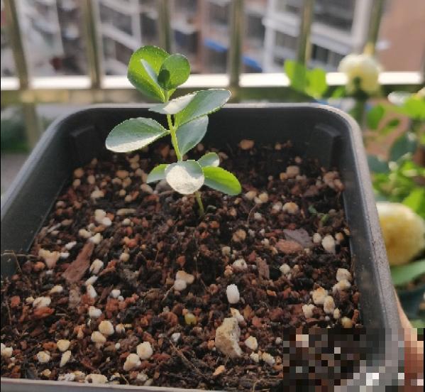 夏天新宠尤加利，养护花样多，土培水培两不误