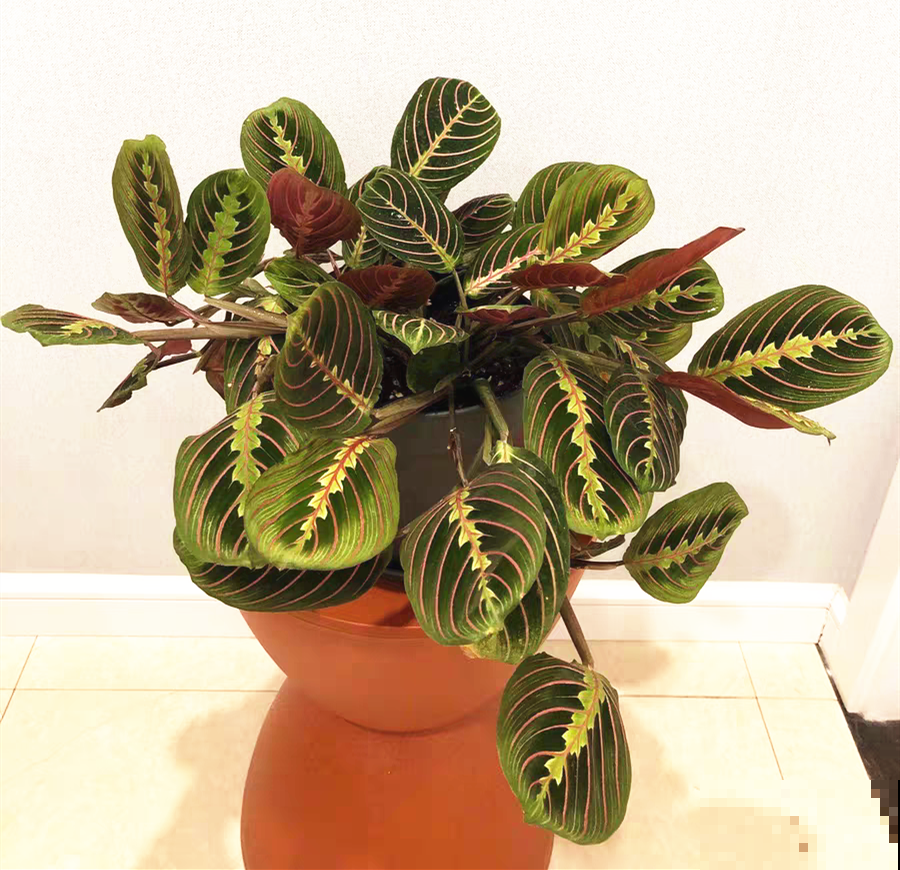 10种花,看着贵气有格调,实际价格很便宜 10种花,看着贵气有格调,实际价格很便宜