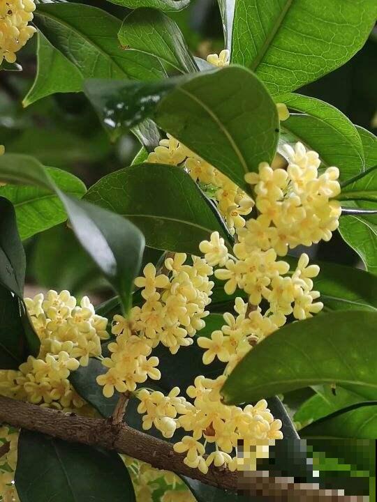 桂花一挪就死，究竟是为啥？