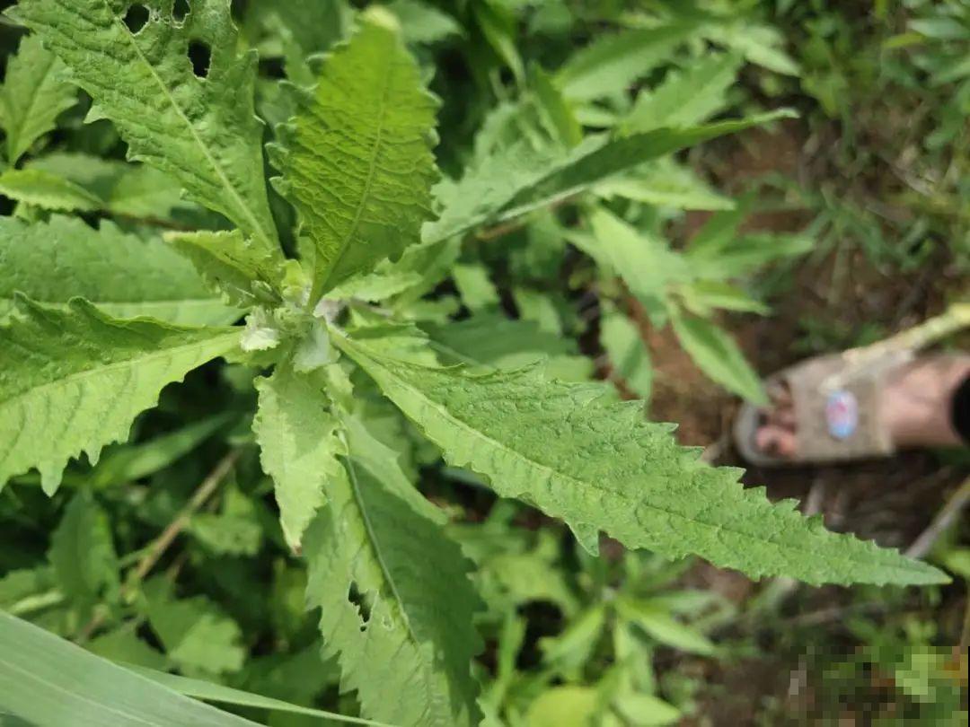 入侵植物爬进门，赶紧用开水烫死，不然就长疯了