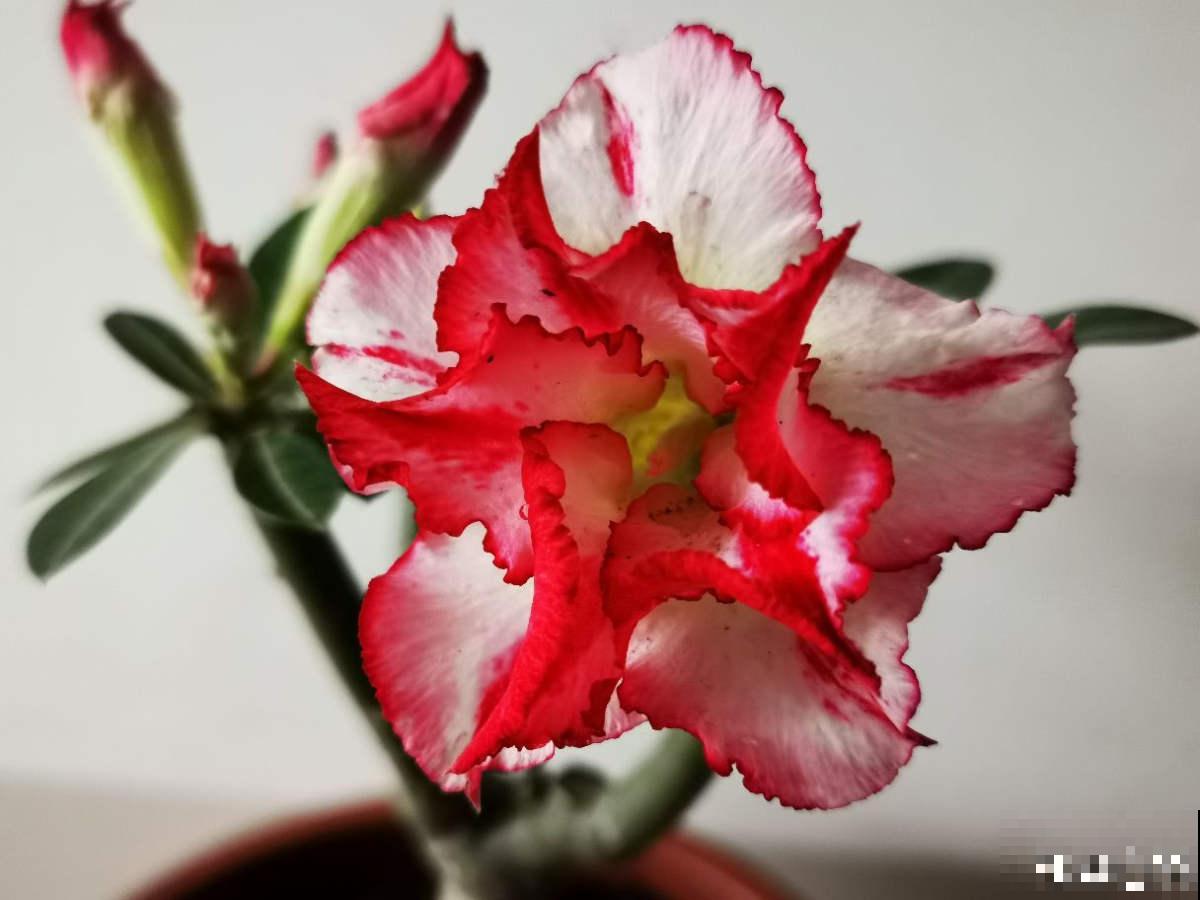 4种花喜欢恶劣环境，环境越差，长势反而更旺