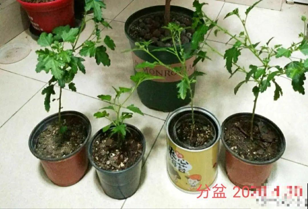 养花大神的爆花技巧，我给大家偷来了，赶紧学