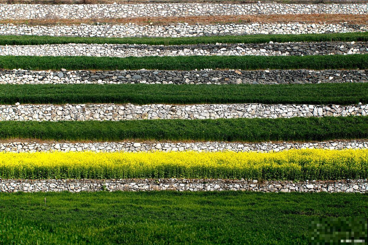 状元红与朱砂桂哪个更红更香