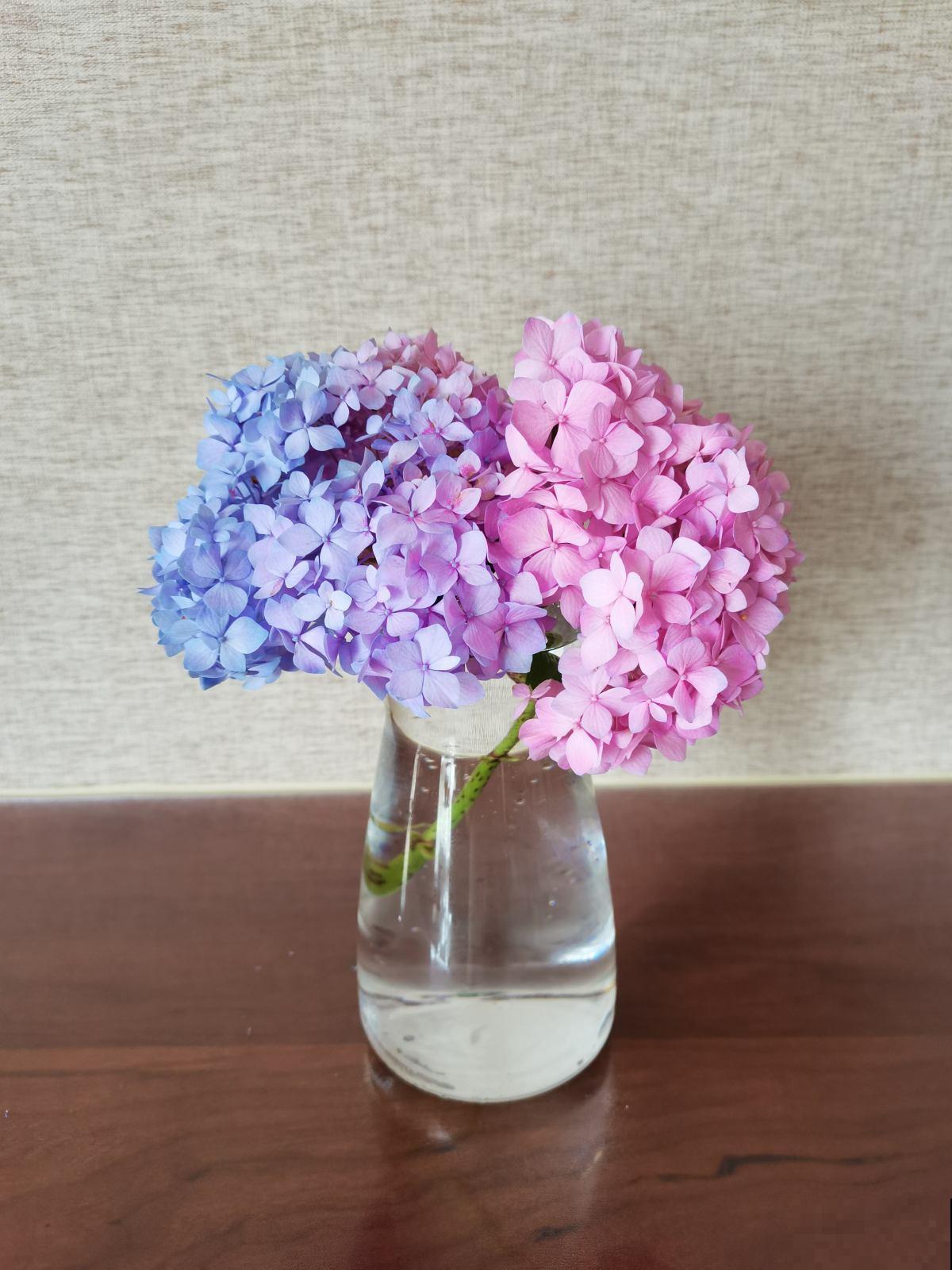 绣球花开花没动静，只差这两下修剪，就能让绣球花轻松爆盆！