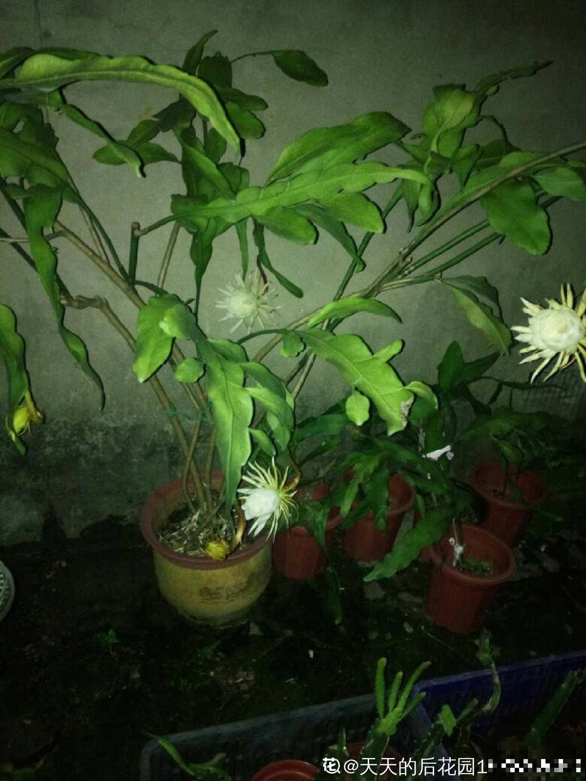 夜晚开放的昙花太美了,拿出相机记录分享,惹众人羡慕 夜晚开放的昙花太美了,拿出相机记录分享,惹众人羡慕