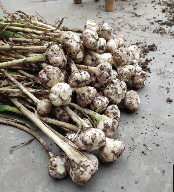 大蒜的7个妙用，一蒜在手，居家不愁