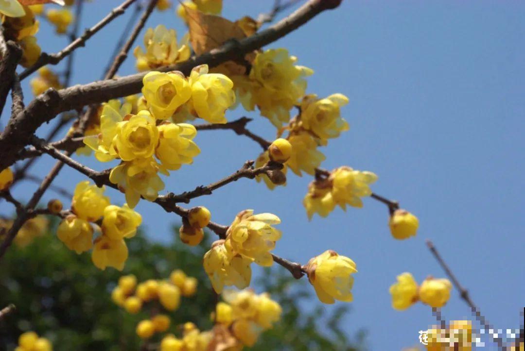 播种时间到,立秋后撒下去,冬春就开花 播种时间到,立秋后撒下去,冬春就开花