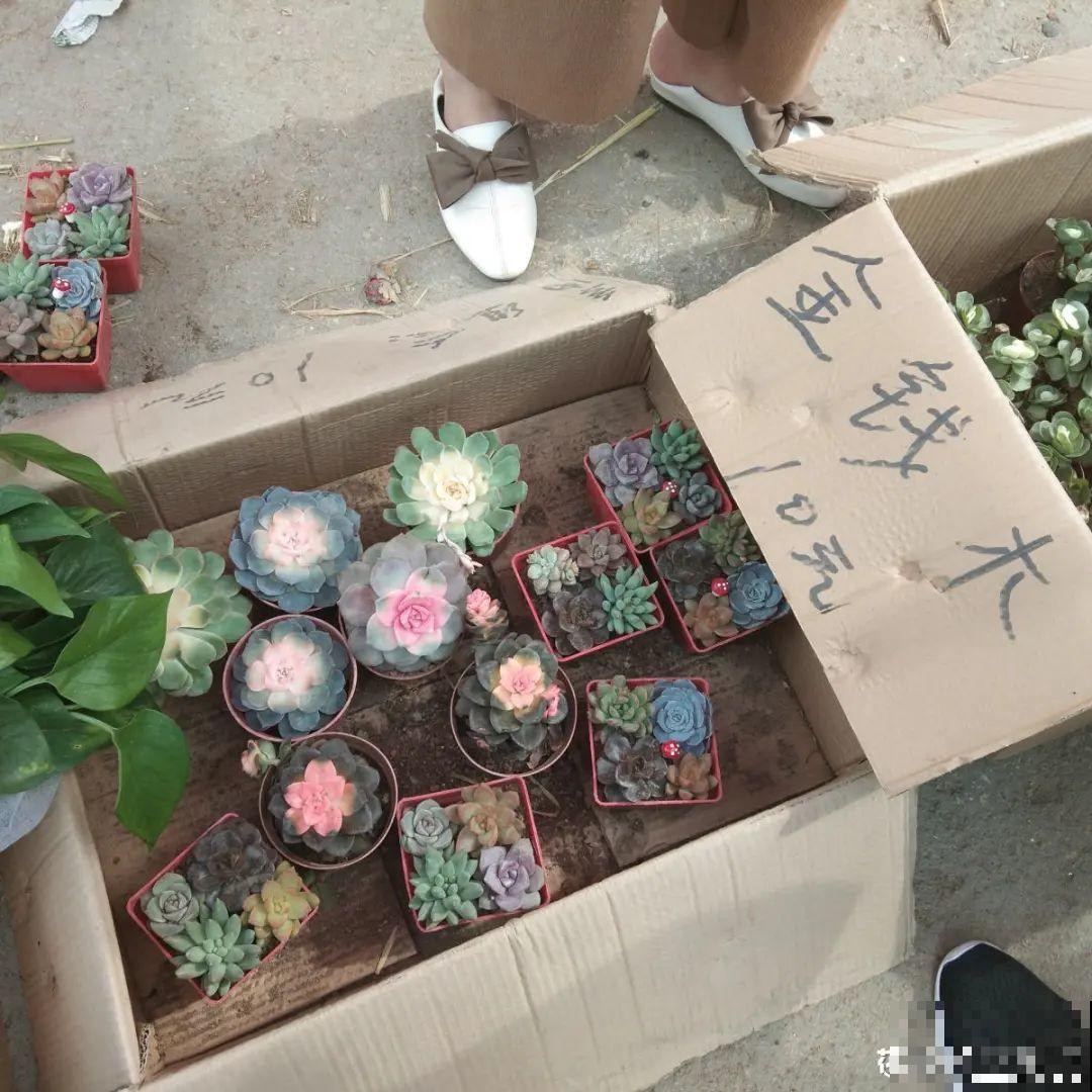 打了药的多肉,白送都别要,养不活惹一肚子气 打了药的多肉,白送都别要,养不活惹一肚子气