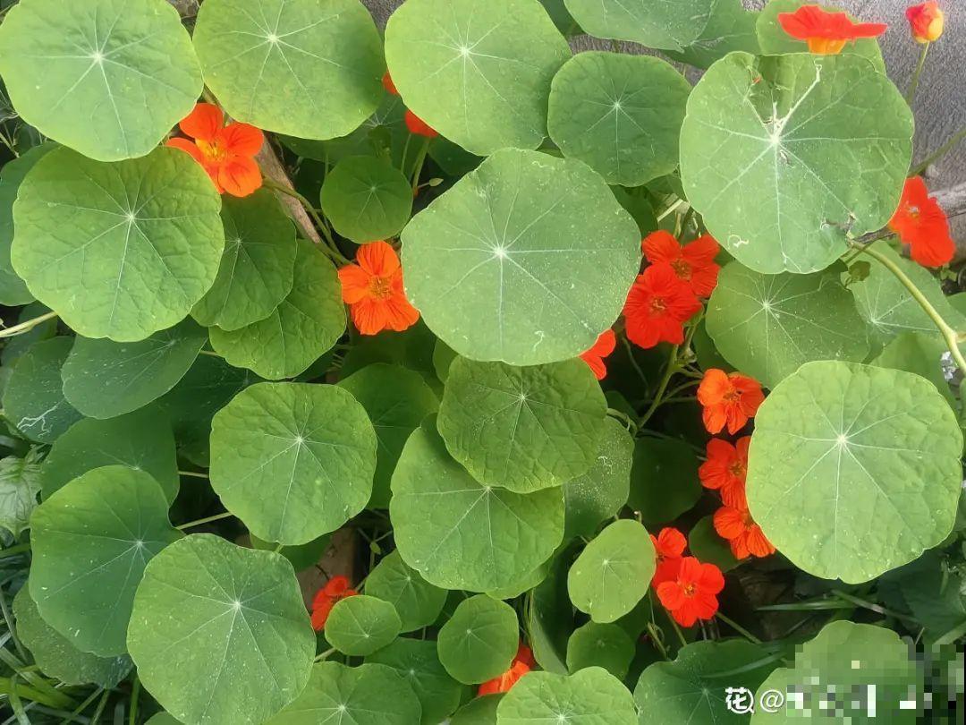 播种时间到,立秋后撒下去,冬春就开花 播种时间到,立秋后撒下去,冬春就开花