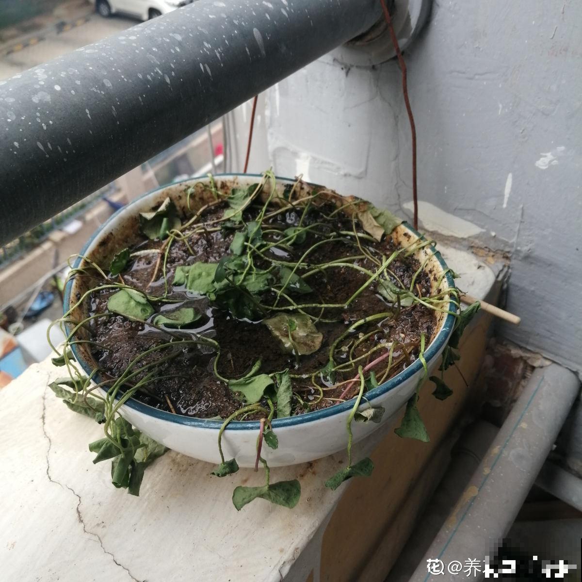 出差没几天，铜钱草头“低穿地心”，狂补水就能直接复活