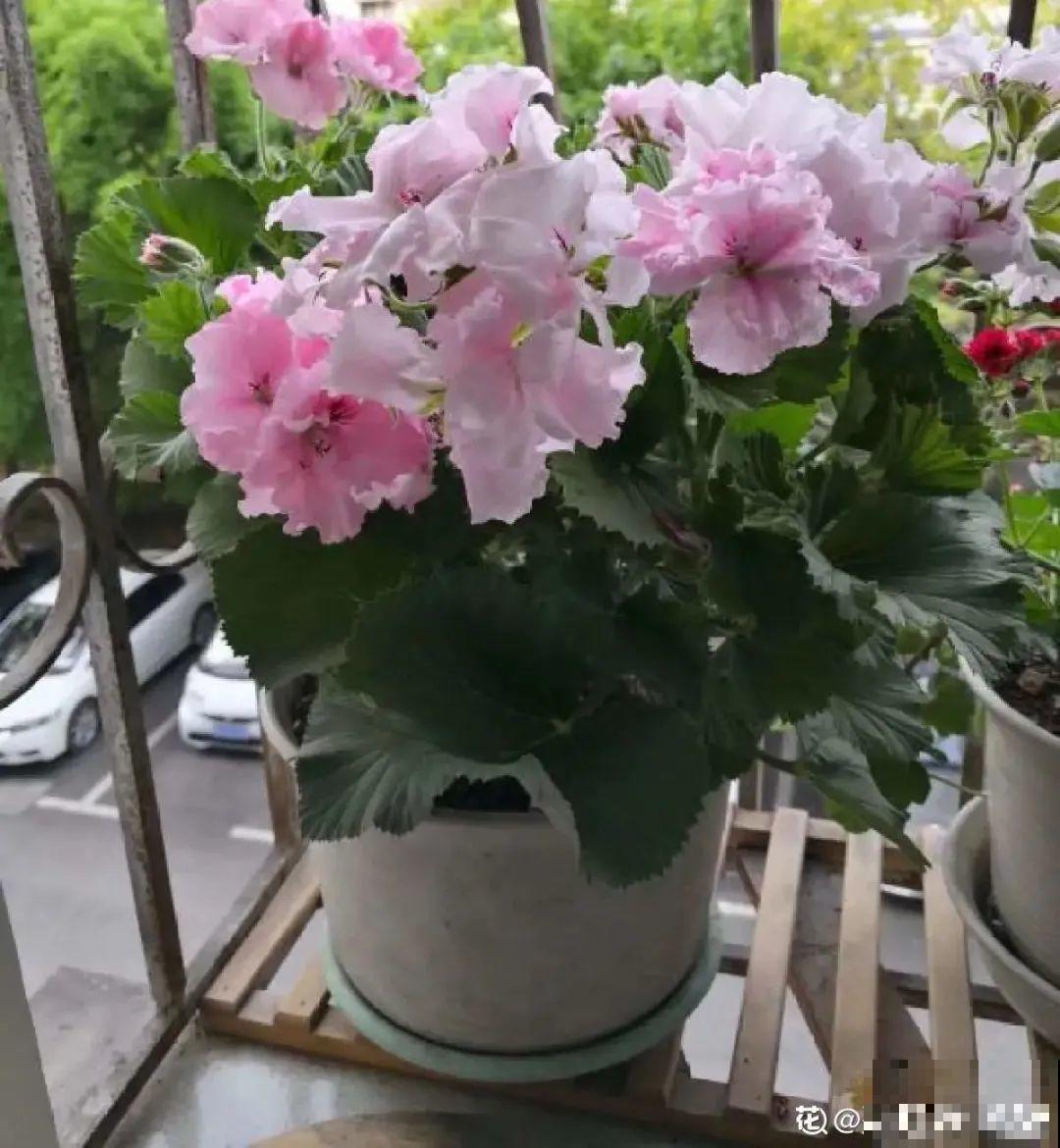 9种花,夏天休眠了,一定少浇水,否则越浇越死 9种花,夏天休眠了,一定少浇水,否则越浇越死