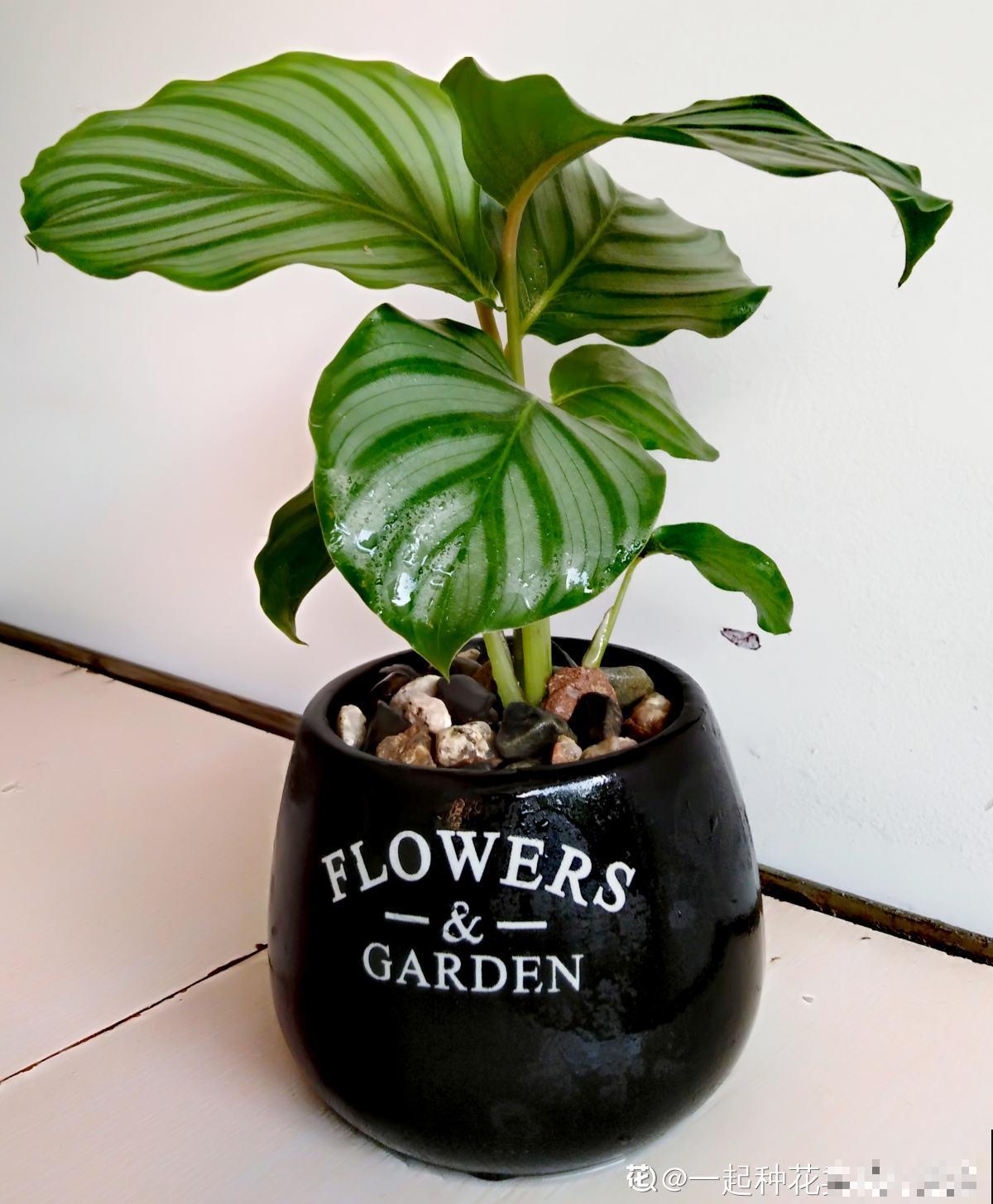 秋天到,花多多也该准备上了,早点用上开花多 秋天到,花多多也该准备上了,早点用上开花多