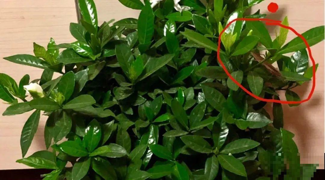 三角梅剪 一剪，搬出去晒晒，呼呼爆花