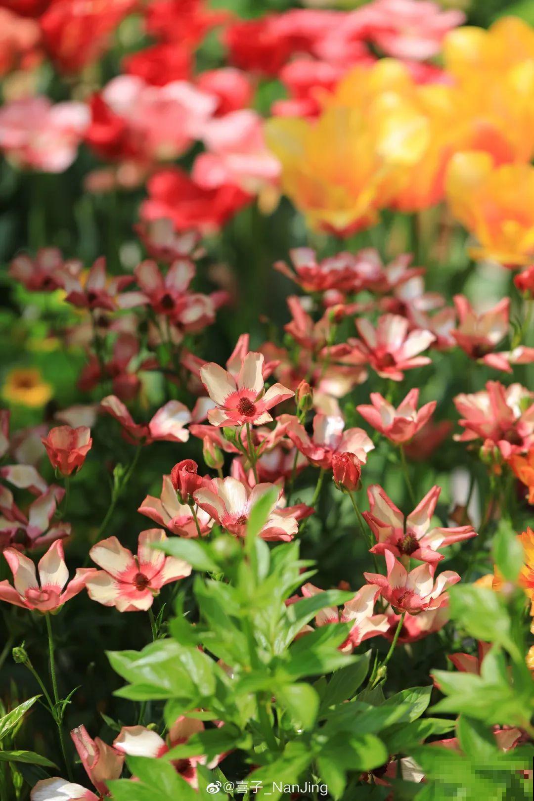 1种花名叫“花毛茛”，开花像是小蝴蝶，颜值超高