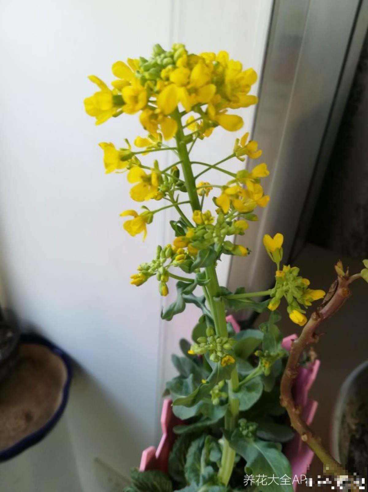 8种蔬菜花，农村人都认识，城里人基本不认识