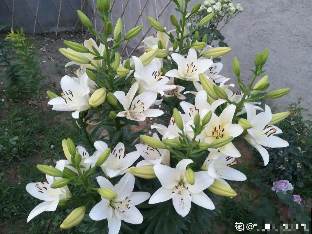 百合开完别扔了,养叶子,1棵变多棵 百合开完别扔了,养叶子,1棵变多棵