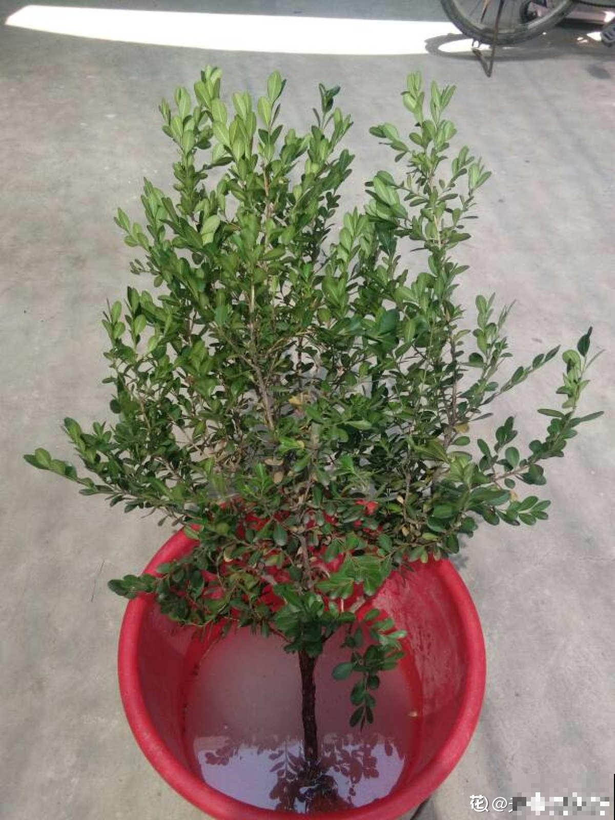适合做盆景的植物，还得是瓜子黄杨，养护省心不麻烦
