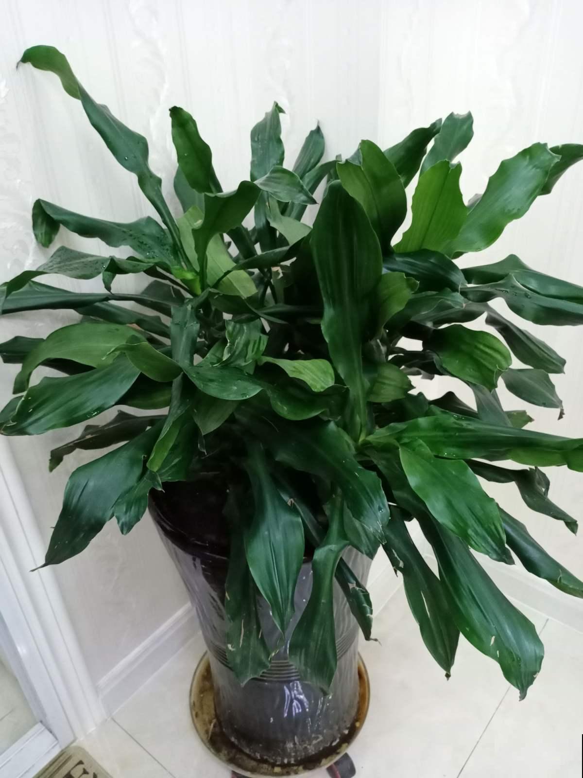 招财寓意植物大盘点，15种花养家里，有吉祥好兆头