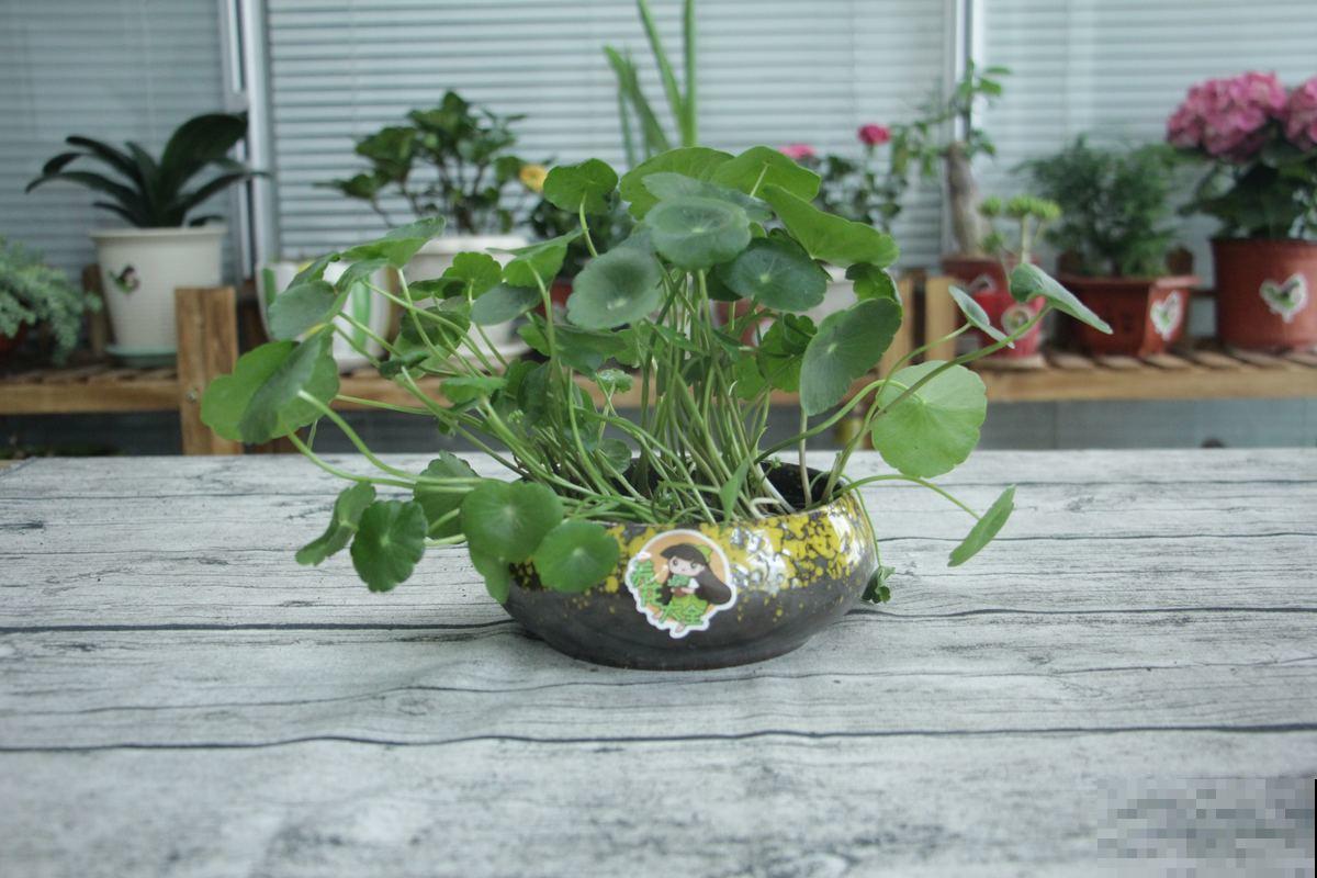 盆栽太累想水培，这4种植物，插水里好养活