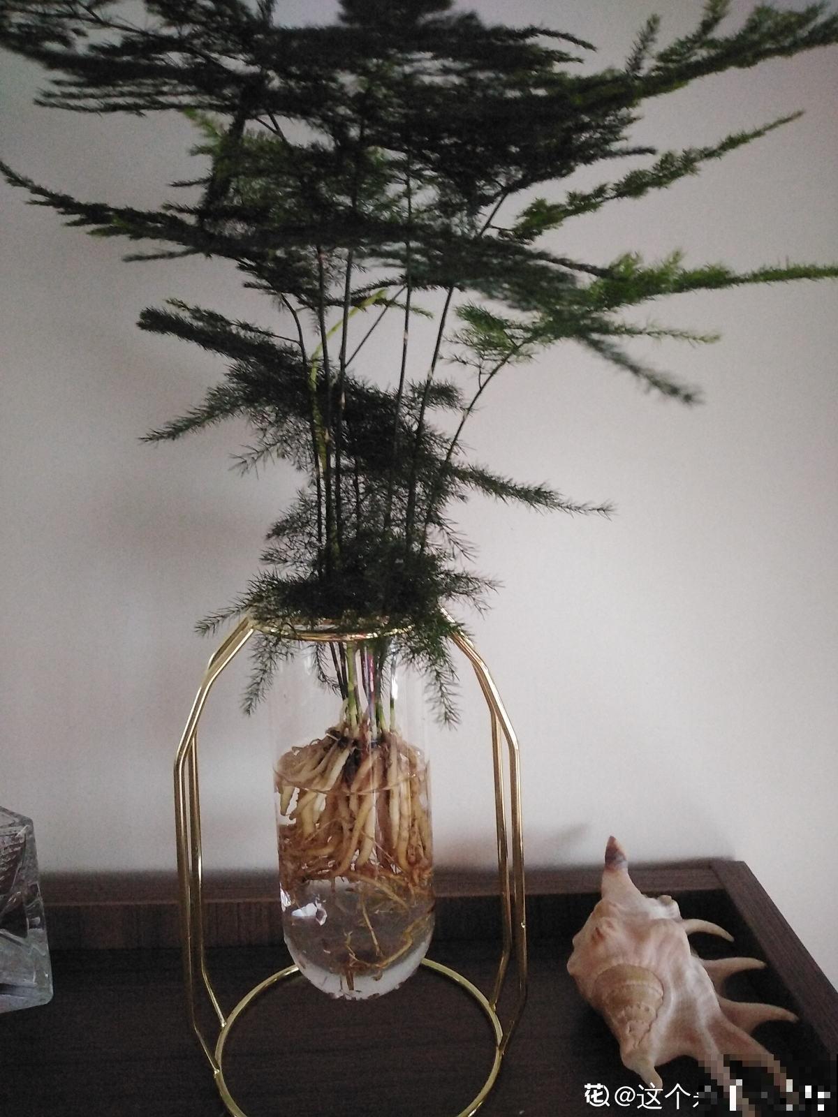 文竹娇嫩像公主，不注意这2点，咋养都得生点病