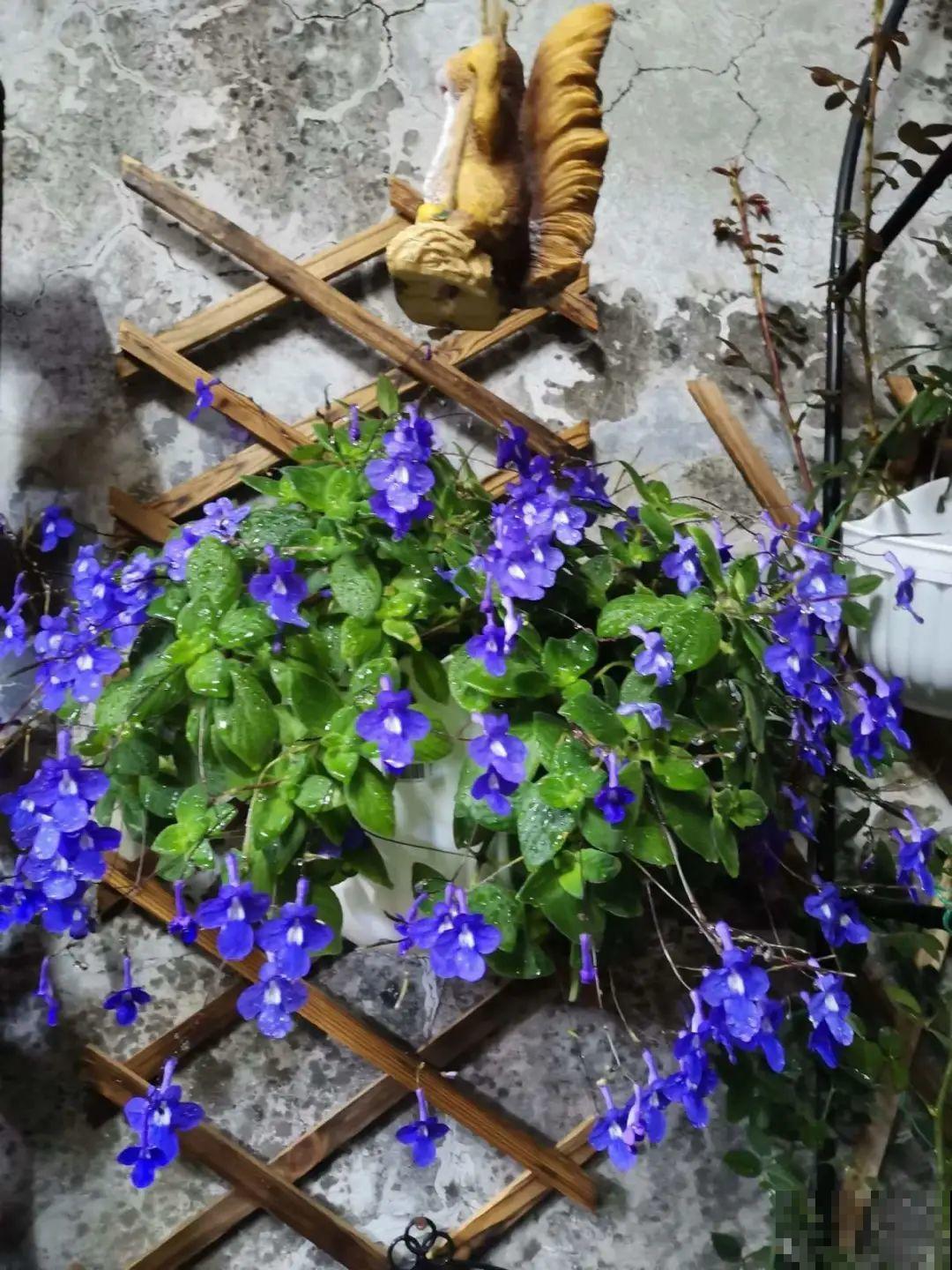 家里光照不足，就养这2种精灵花，耐阴花期长，皮实好养