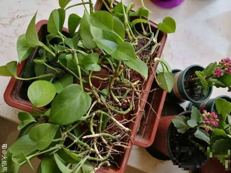 7种花，立秋后换盆，秋冬才能越养越好