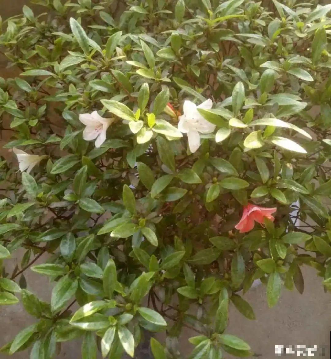 夏天养杜鹃，真是够难的，要注意6个要点