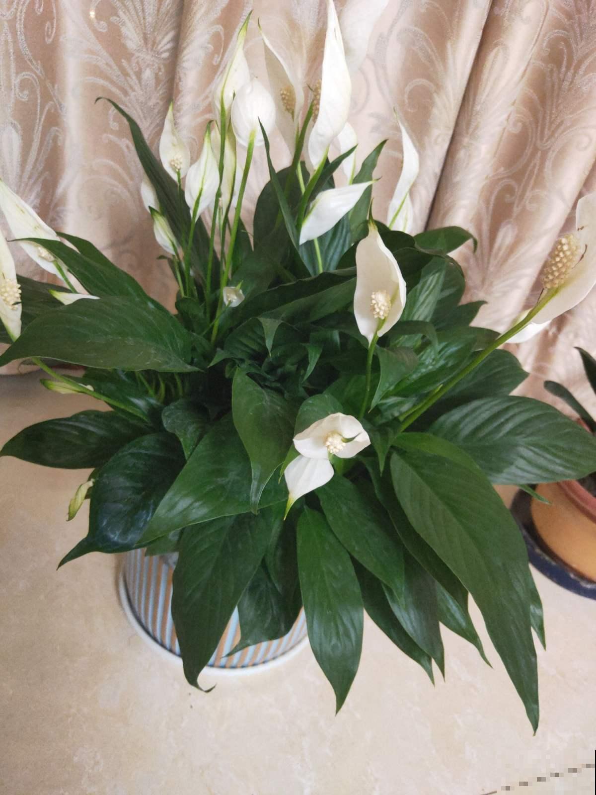 100种常见花,今天终于知道叫什么名了,建议收藏 100种常见花,今天终于知道叫什么名了,建议收藏