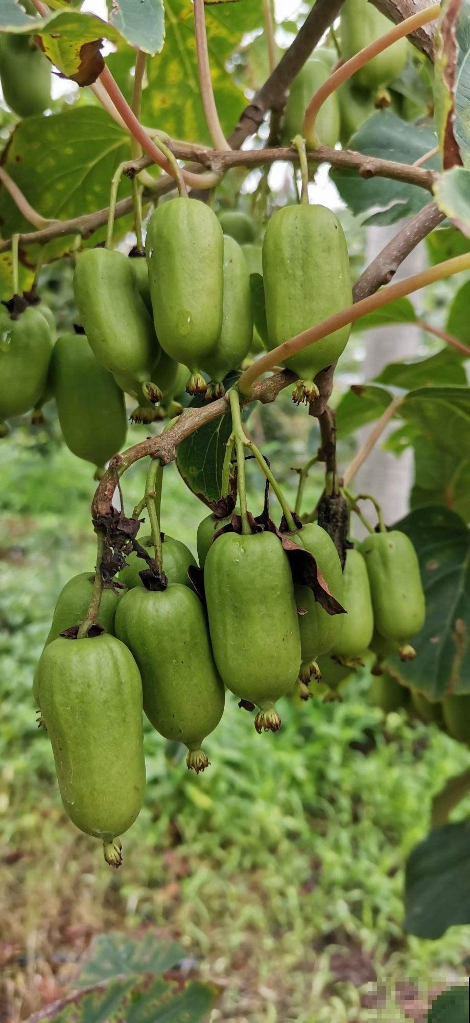 养护软枣猕猴桃，3个方面要牢记，果子结满枝条